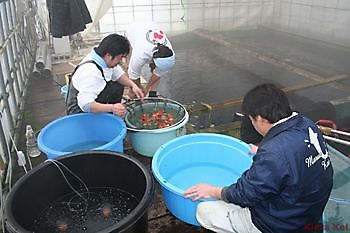 Japanse koi vs Europese koi Kiëta Koi Veendam